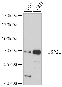 Anti-USP21 Antibody (CAB16663)