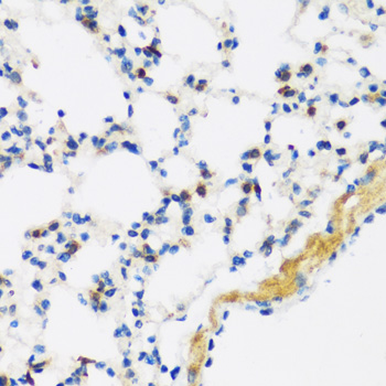 Anti-APOBEC3F Antibody (CAB2507)