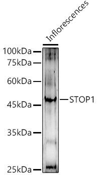 Western blot analysis of extracts of Inflorescences, using STOP1 antibody at 1:500 dilution. Secondary antibody: HRP Goat Anti-Rabbit IgG (H+L) at 1:10000 dilution. Lysates/proteins: 25ug per lane. Blocking buffer: 3% nonfat dry milk in TBST. Detection: ECL Enhanced Kit. Exposure time: 180s.