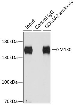 Anti-GM130 Antibody (CAB5344)