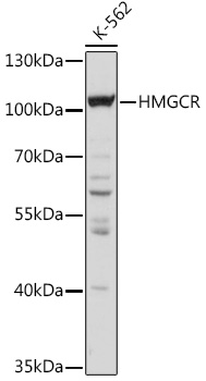 Anti-HMGCR Antibody [KO Validated] (CAB16876)