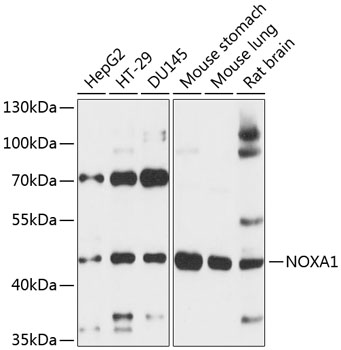 Anti-NOXA1 Antibody (CAB13844)