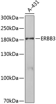 Anti-ERBB3 Antibody (CAB5545)