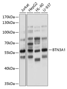 Anti-BTN3A1 Antibody (CAB10288)