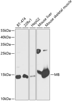 Anti-MB Antibody (CAB13326)