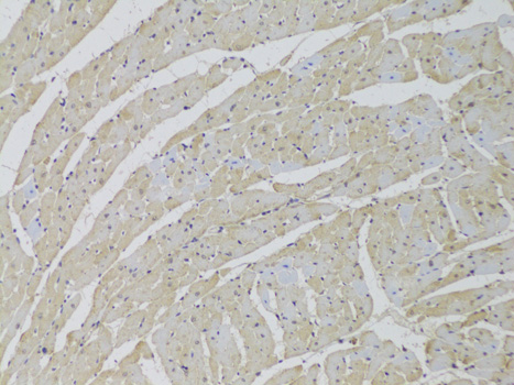 Anti-SCARB2 Antibody (CAB6285)