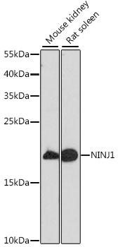 Anti-NINJ1 Antibody (CAB16406)