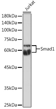 Anti-Smad1 Antibody (CAB1101)