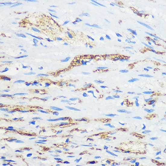 Anti-SYP Antibody (CAB6344)