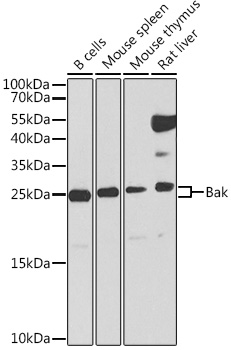 Anti-Bak Antibody (CAB0204)