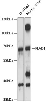 Anti-FLAD1 Antibody (CAB14293)