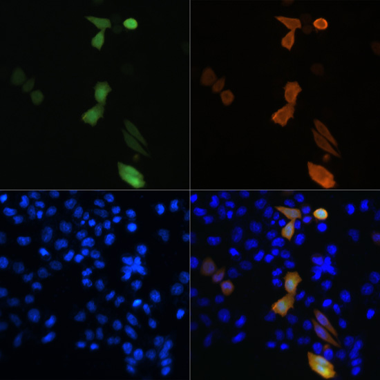 Anti-DDDDK-Tag Antibody (CABE063)