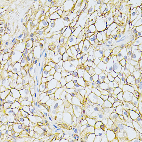 Anti-BSG Antibody (CAB1566)