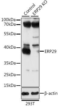 Anti-ERP29 Polyclonal Antibody [KO Validated] (CAB7959)