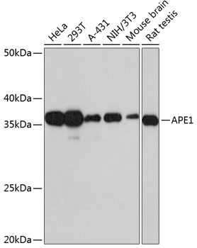 Anti-APE1 Antibody