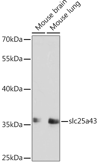 Anti-slc25a43 Antibody (CAB10726)