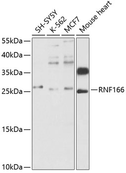 Anti-RNF166 Antibody (CAB12607)