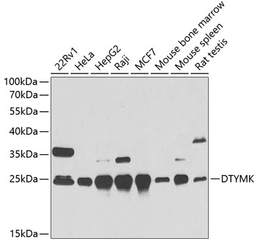 Anti-DTYMK Antibody (CAB6370)