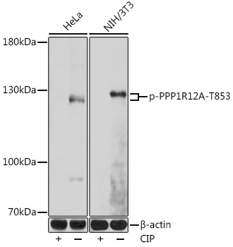 Anti-Phospho-PPP1R12A-T853 Antibody (CABP0916)