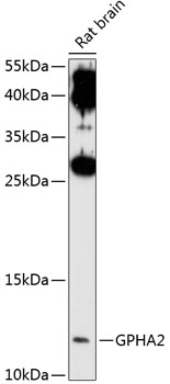 Anti-GPHA2 Antibody (CAB10601)