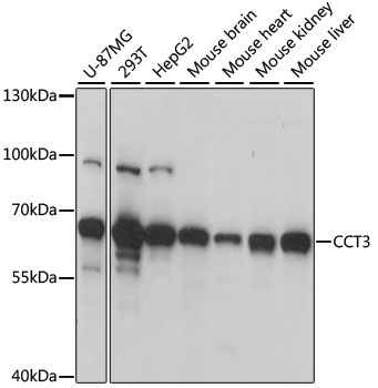 Anti-CCT3 Antibody (CAB6547)