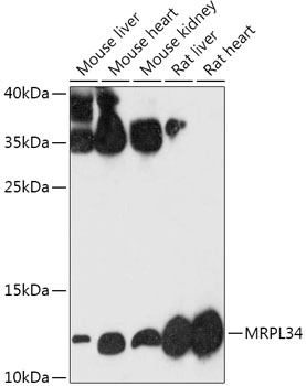 Anti-MRPL34 Antibody (CAB17761)