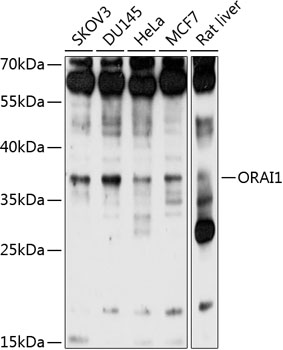 Anti-ORAI1 Antibody (CAB7412)