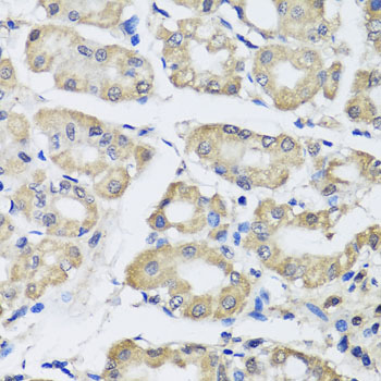 Anti-SCG3 Antibody (CAB7799)