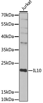 Anti-IL-10 Antibody (CAB2171)