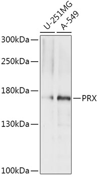 Anti-PRX Antibody (CAB17744)