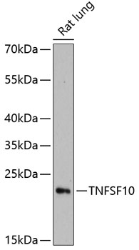 Anti-TNFSF10 Antibody (CAB11984)