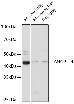 Anti-ANGPTL4 Antibody (CAB2011)