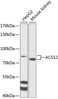 Anti-ACSS2 Antibody (CAB13596)