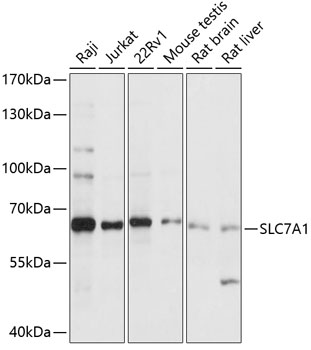 Anti-SLC7A1 Antibody (CAB14784)