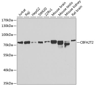 Anti-CBFA2T2 Antibody (CAB7033)