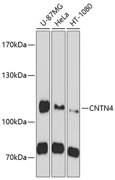 Anti-CNTN4 Antibody (CAB10339)