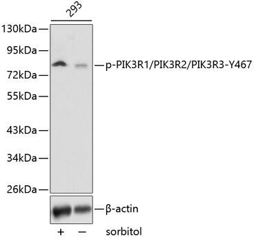 Western blot analysis of extracts from 293 cells, using phospho-PIK3R1/2/3-Y467 antibody . Secondary antibody: HRP Goat Anti-Rabbit IgG (H+L) at 1:10000 dilution. Lysates/proteins: 25ug per lane. Blocking buffer: 3% BSA.