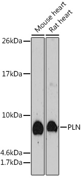 Anti-PLN Antibody (CAB17964)