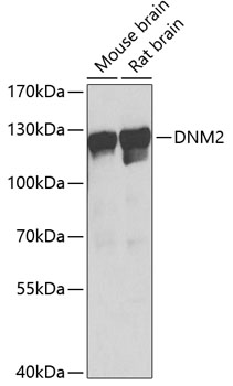 Anti-DNM2 Antibody (CAB7890)