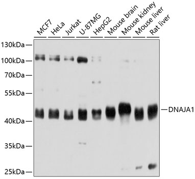 Anti-DNAJA1 Antibody (CAB11602)