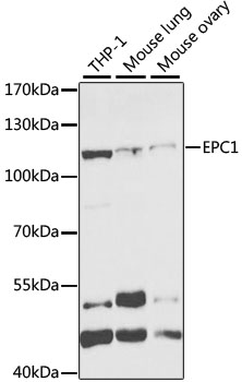 Anti-EPC1 Antibody (CAB5807)