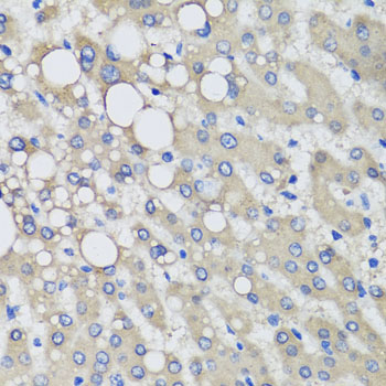 Anti-PRODH Antibody (CAB5836)