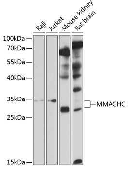 Anti-MMACHC Antibody (CAB10355)