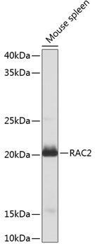 Anti-RAC2 Antibody (CAB1139)