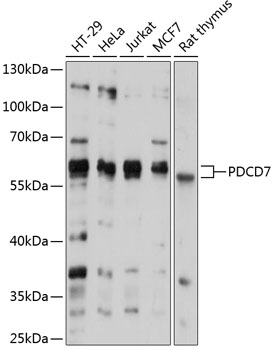 Anti-PDCD7 Antibody (CAB12133)