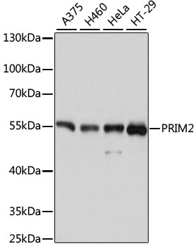 Anti-PRIM2 Antibody (CAB11633)