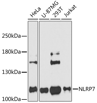 Anti-NLRP7 Antibody (CAB11627)