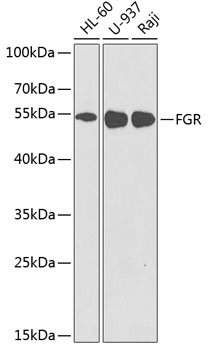 Anti-FGR Antibody (CAB2075)