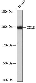 Anti-CD18 Antibody (CAB19012)