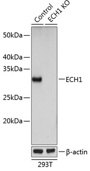 Anti-ECH1 Antibody [KO Validated] (CAB19868)